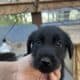 Labrador Puppies for Sale