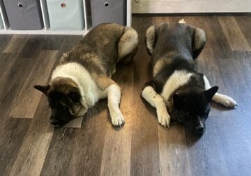 American Akita puppies