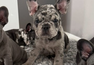 AKC Merle French Bull Dog