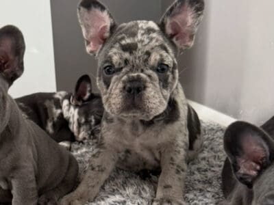 AKC Merle French Bull Dog