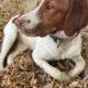 Brittany Spaniel Puppies