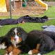 Bernese Mt Dogs Pups