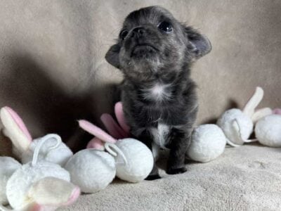 Chihuahua puppy male (Boone)