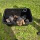 American Bulldog German Shepard puppies