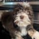 Havanese Puppies