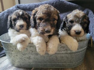 Bernedoodles – F1-B (Frannies babies)