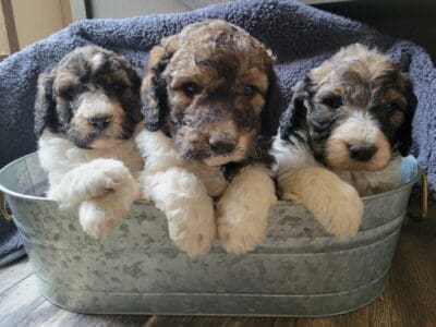 Bernedoodles – F1-B (Frannies babies)