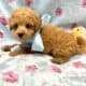 Tiny toy poodle