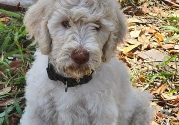 Goldendoodle puppies
