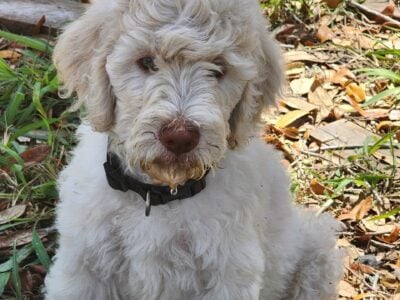 Goldendoodle puppies
