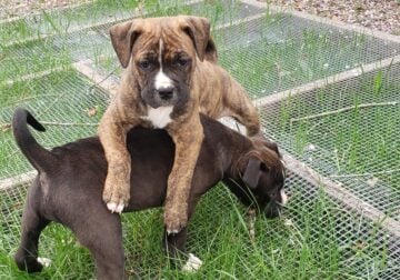 American bulldog/ american bully cross
