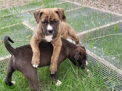American bulldog/ american bully cross