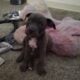 Looking to re-home two blue nose pit puppies