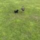 Mini Pomskydoodle puppies – Blue eyes – in Ohio