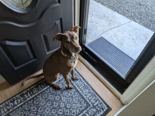 Dog rehome