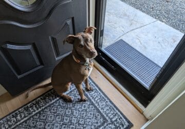Dog rehome