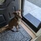 Dog rehome