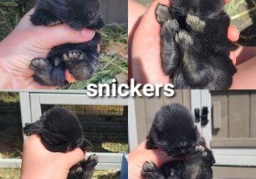 Holland lop babies