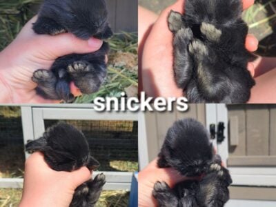 Holland lop babies