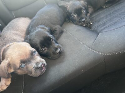 Cane corso/retriever mix