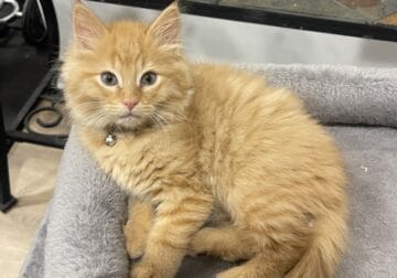Orange siberian