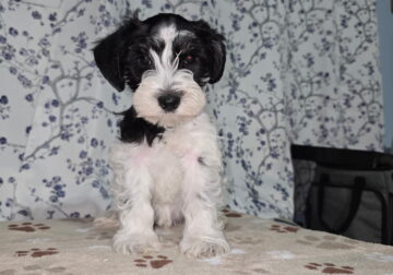 Black/White Male Puppy
