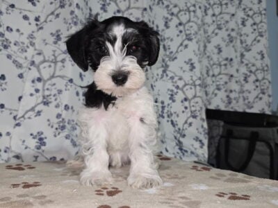 Black/White Male Puppy