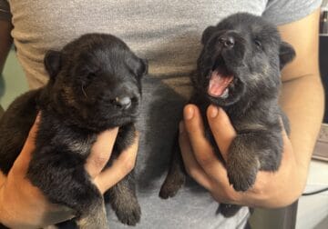 GS puppies for sale