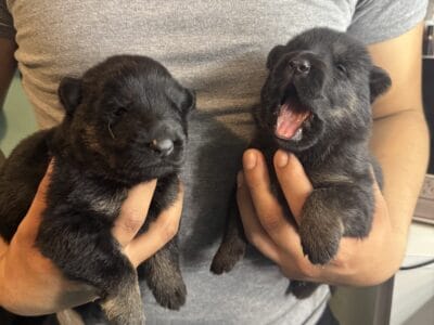 GS puppies for sale