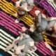 TiCA Sphynx purebred kittens