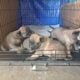 Malinoi puppies