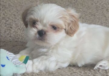 Chloe
