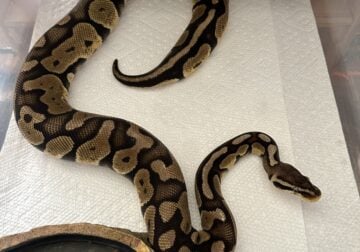 Female Pastel