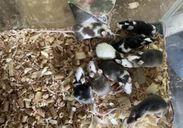 Pet and feeder mice