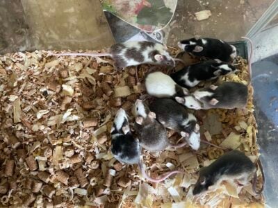 Pet and feeder mice