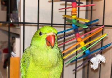 Indian Ringneck