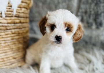 Patch/Cavapoo