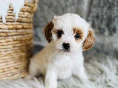 Patch/Cavapoo