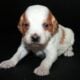AKC French Brittanys