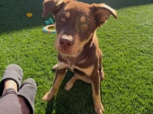 Puppies looking for new home