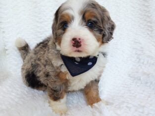 Mini Bernedoodle Mason
