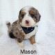 Mini Bernedoodle Mason