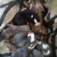 Beautiful American staffordshire terrier puppies