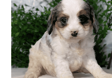 Kaya (CavaPoo)