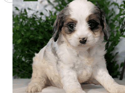 Kaya (CavaPoo)