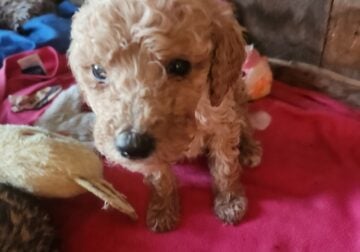 AKC standard poodle puppies