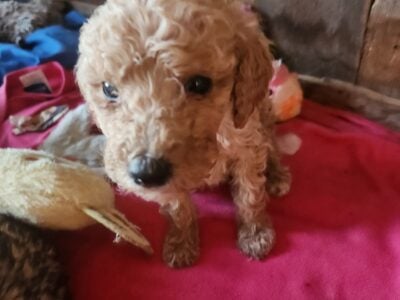 AKC standard poodle puppies