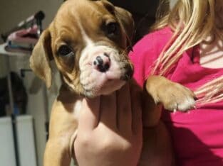Boxer puppy
