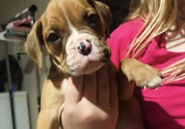 Boxer puppy