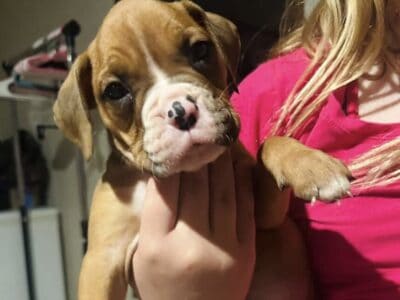 Boxer puppy